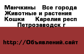 Манчкины - Все города Животные и растения » Кошки   . Карелия респ.,Петрозаводск г.